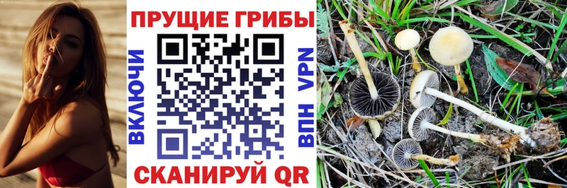 Псилоцибиновые грибы MAGIC MUSHROOMS  как найти   Зеленоградск 